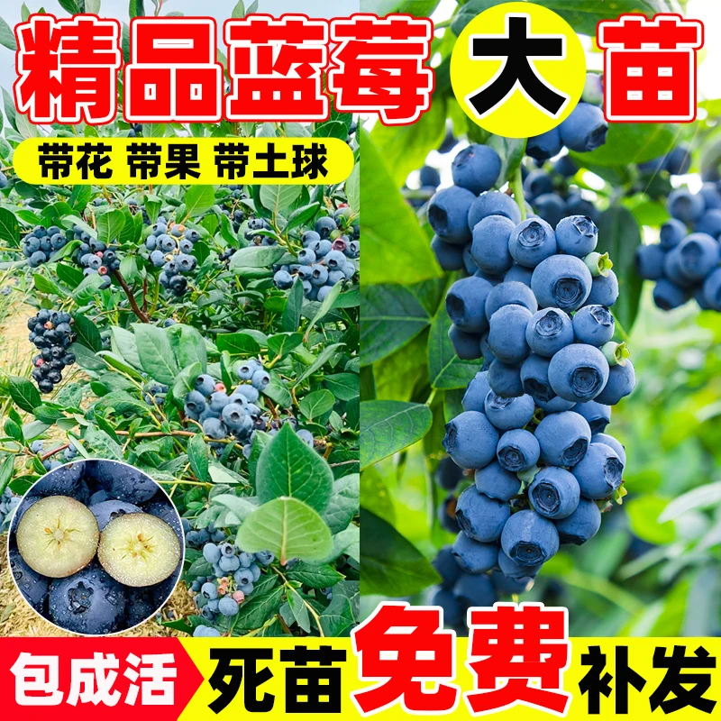 当年结果蓝莓树果苗带果特大号绿宝石南北方阳台种植盆栽大果树苗