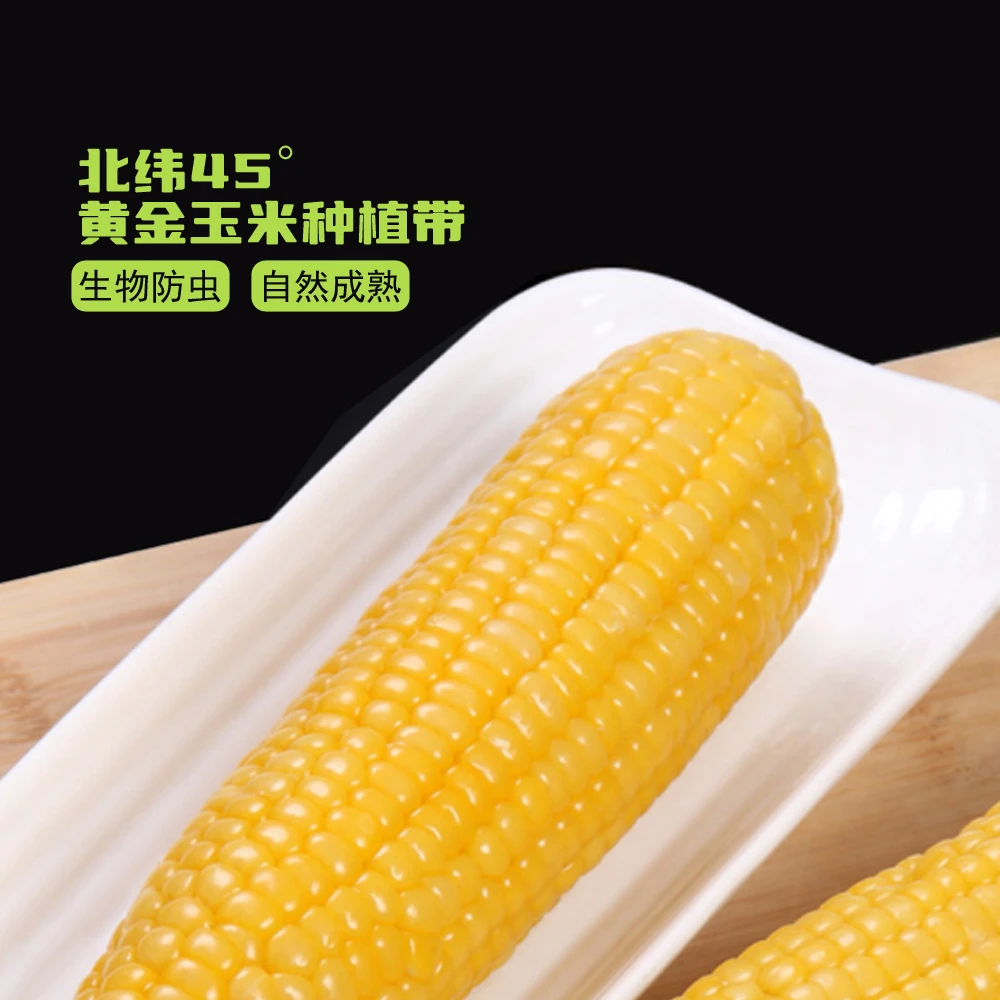 试吃两根东北黄糯玉米香甜软糯粗粮玉米 整箱10支5.5-6斤