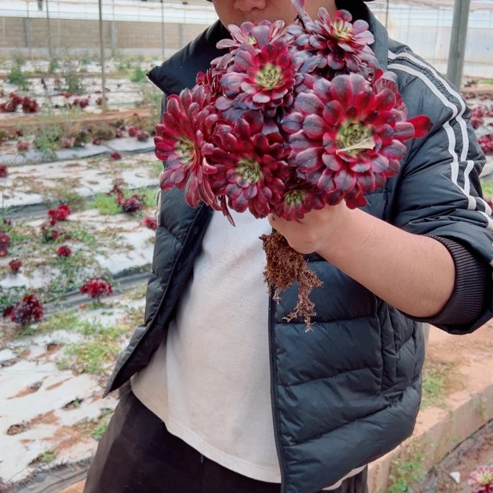 小颗美肌多肉法师