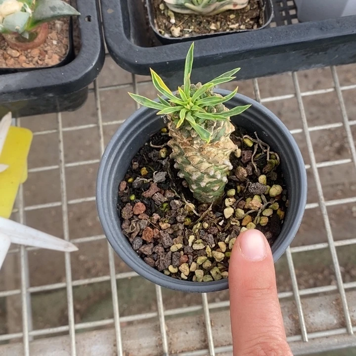 伯克利和格蕾纳的故事也