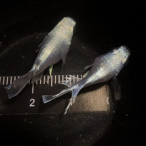 青鳉鱼一物一拍446