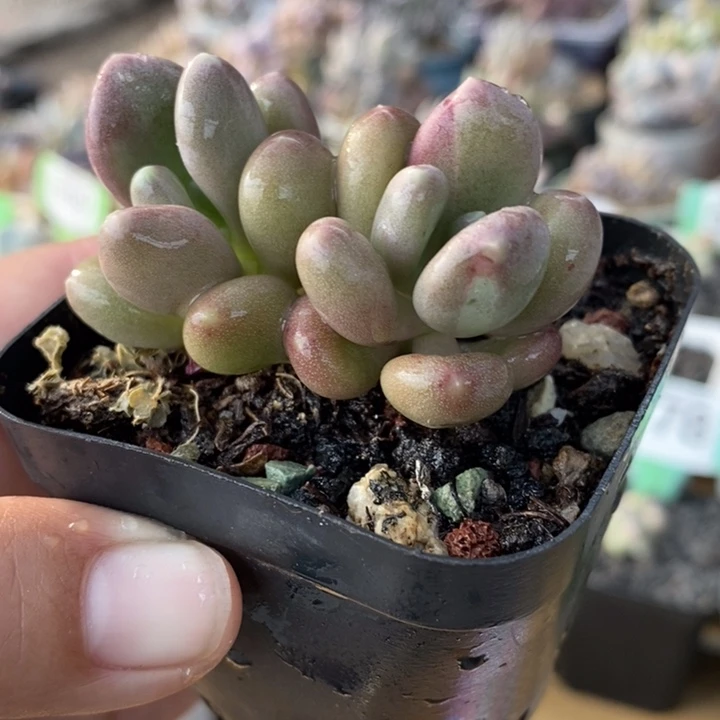 559加菲猫奶杂，奶锦，白锦红锦都有
