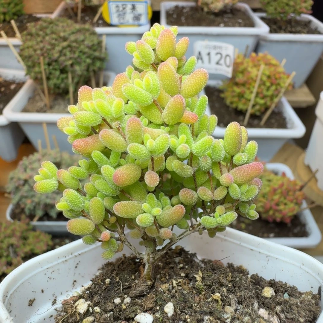 枝干番杏蜜橘糖球