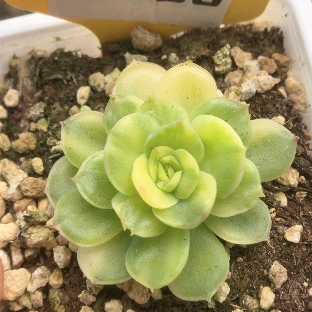 230冰河世纪锦锦锦锦锦锦