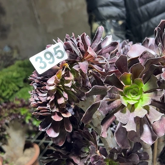 ༊****多肉植物一个微瑕395