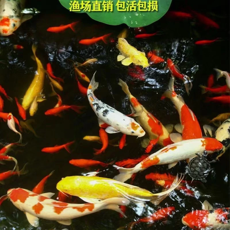 ②红白大正锦鲤三色白金黄金招财鱼好养耐活淡水冷水观赏鱼