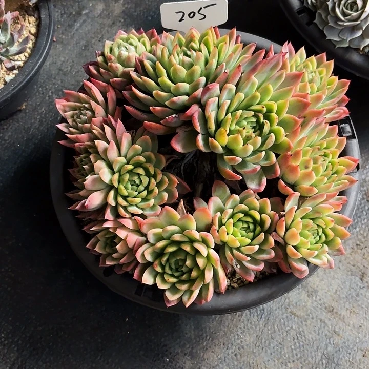 多肉植物，红女巫205号