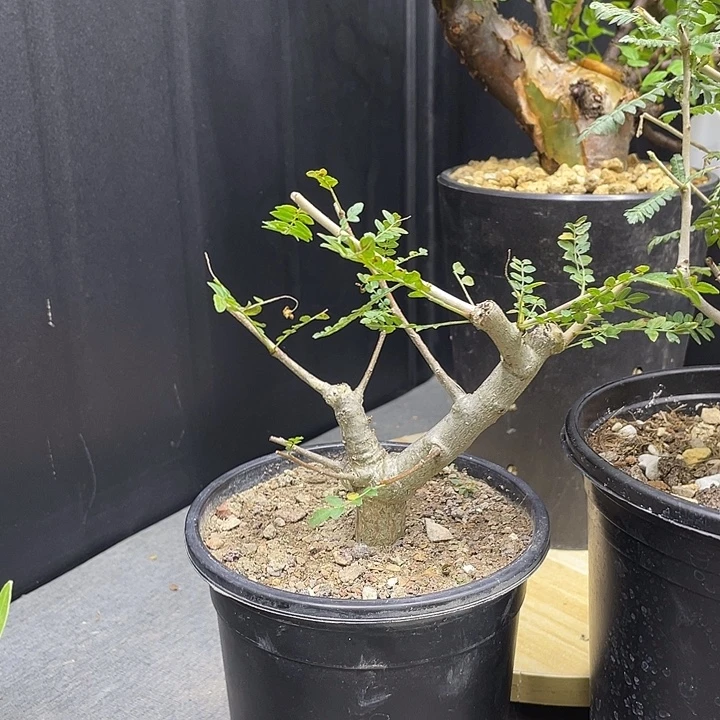 尼勒达1111111111111111