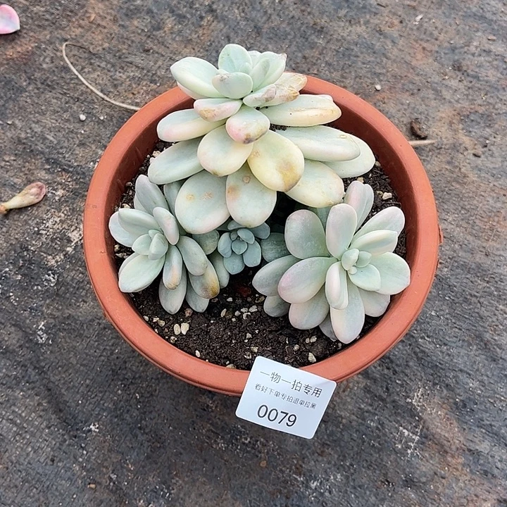 咪***啦诺神锦群，一物一拍