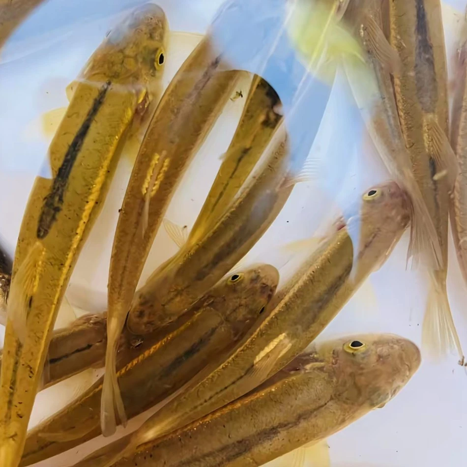 皖南泾县高山溪水游鱼滑鱼低盐冷鲜顺丰包邮