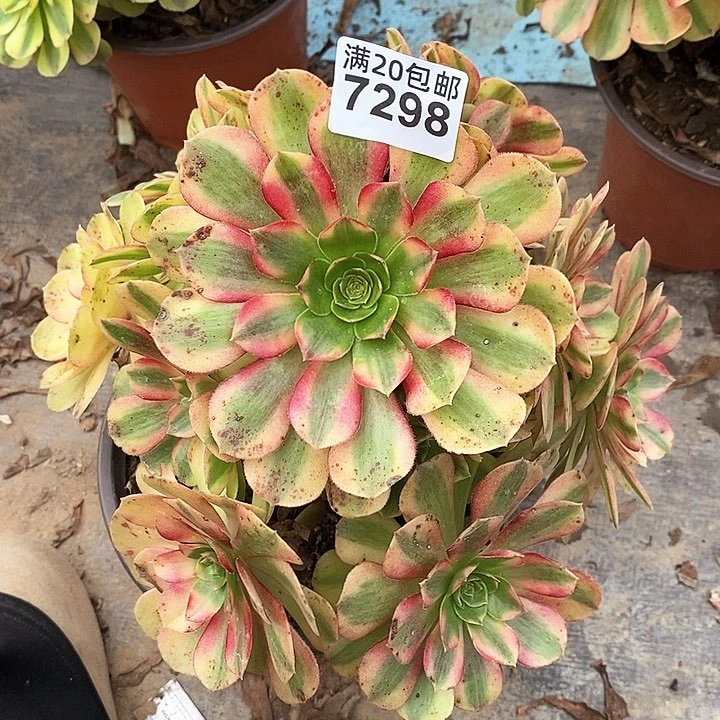 7298 一颗雨何法师