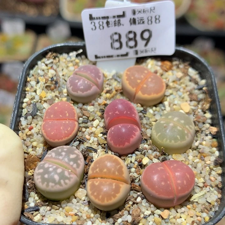 Sss精品生石花889特