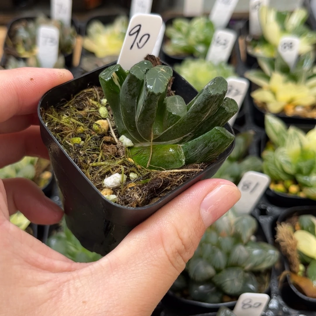 90透镜万象锦一物一拍