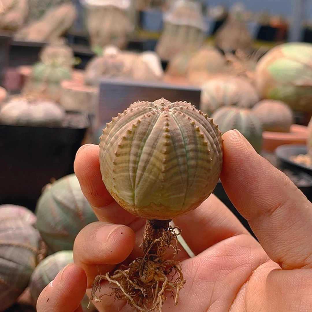 【闪购商品】M****1客户专拍，植物特殊性，拍下不退不换