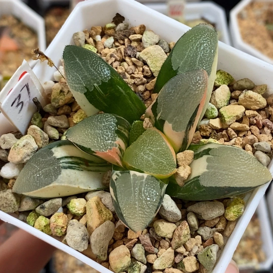 28网纹克多肉植物