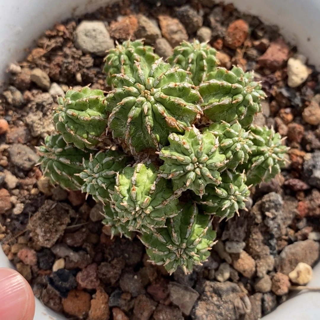 丰收大戟植播园艺