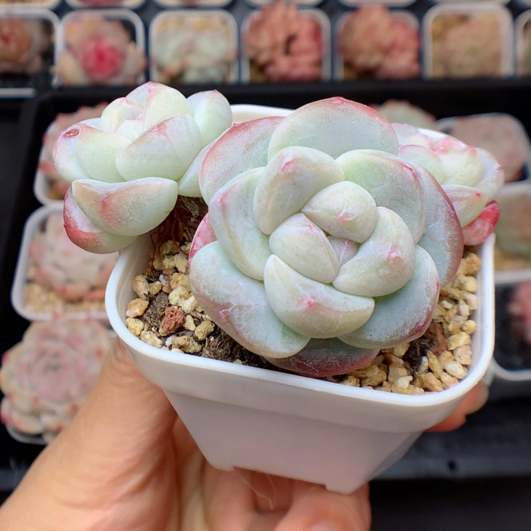 多肉植物。  糖心冰玉30