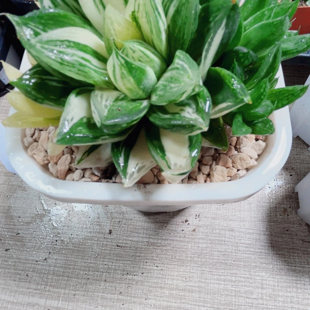 宝草锦多肉植物66666