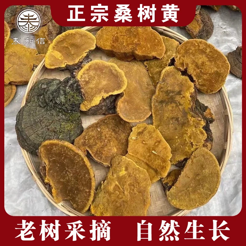 云南正宗高原桑树黄灵芝 桑王 桑树菌菇 高年份自然生长 泡水煮茶