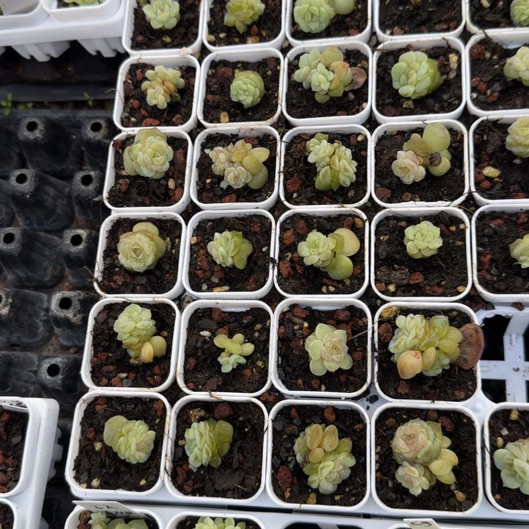 初夏盆外棚一个满25包邮