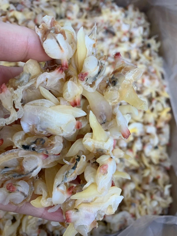 【蚝西施海味】汕尾本港花甲肉包邮