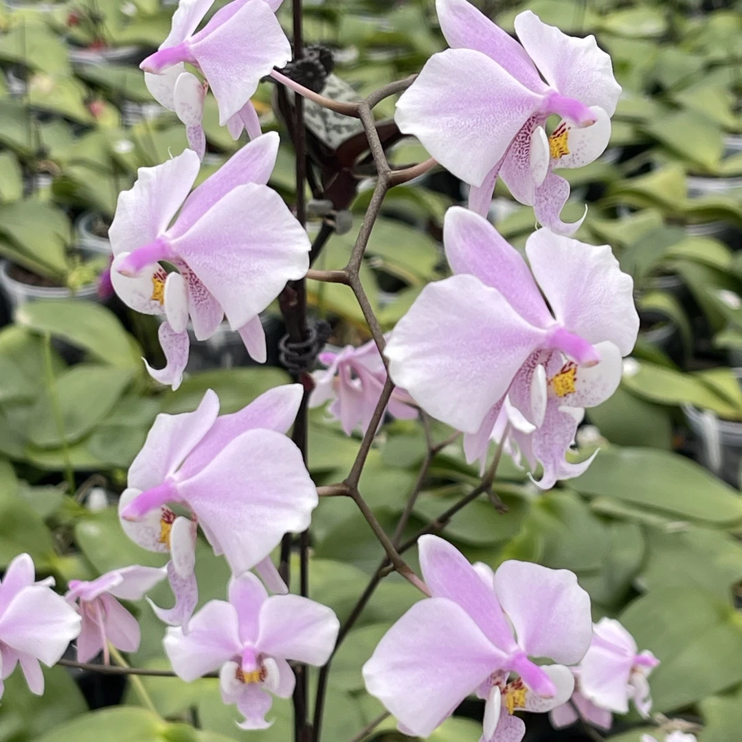 花农杰哥原生种蝴蝶兰直播用链接 西蕾丽JG2321