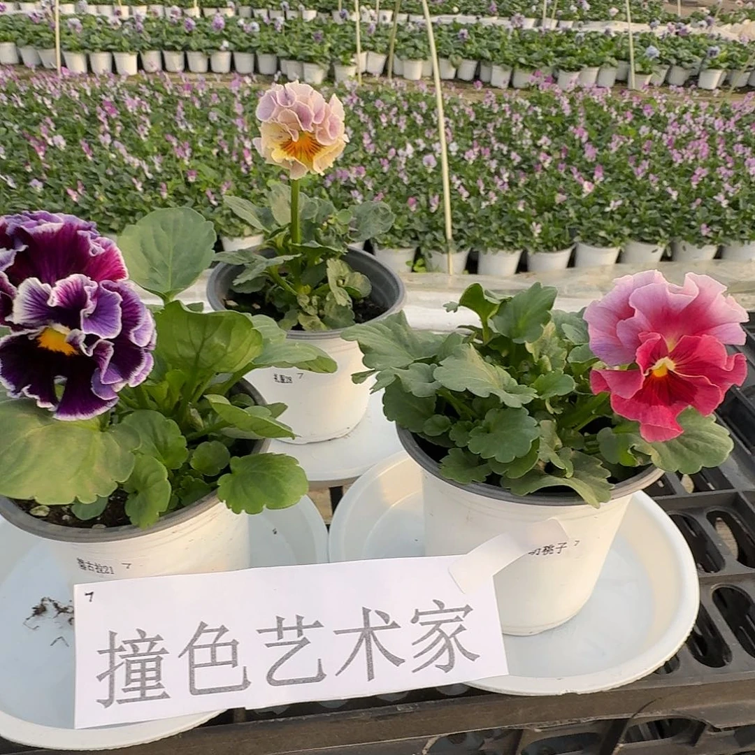 完全开放7撞色艺术家