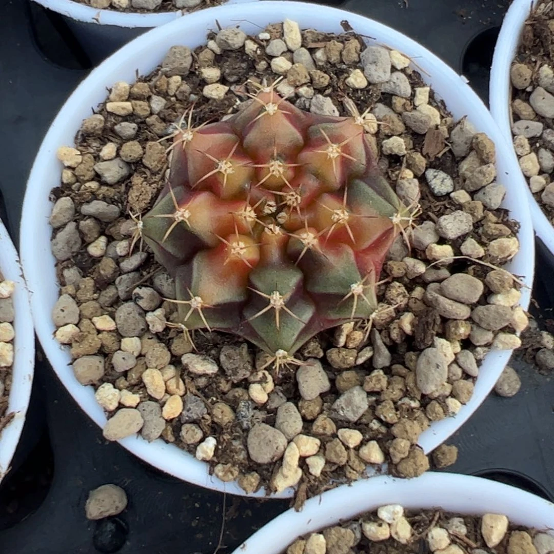 158 好看的米哈冲冲冲