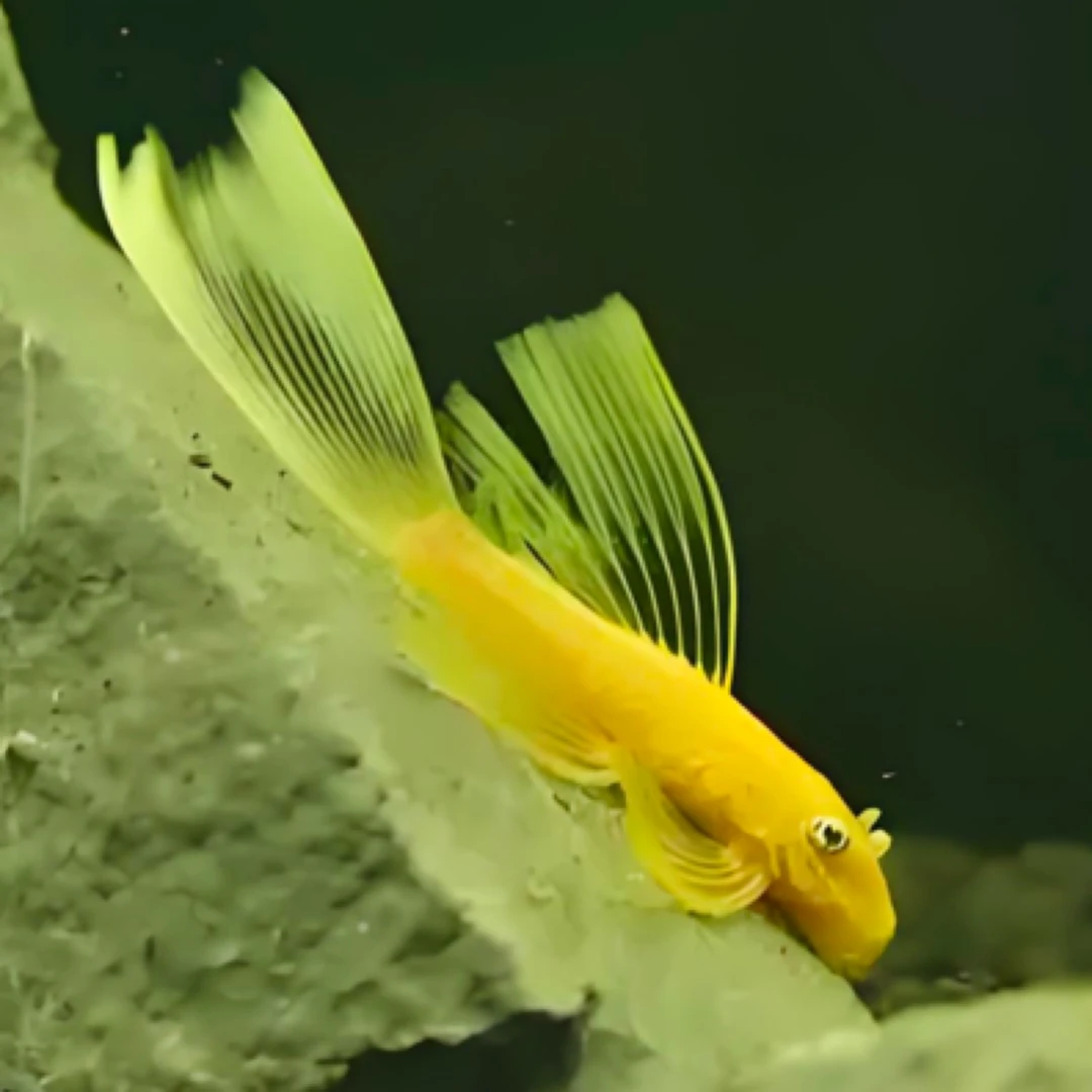 直播间专拍工具鱼