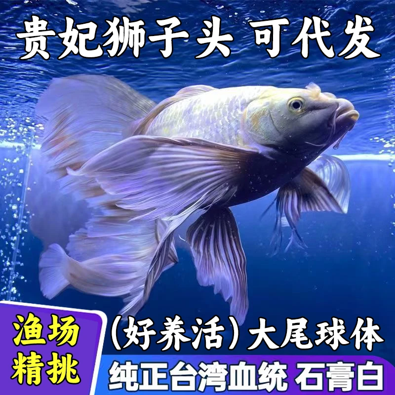 纯种精品白色短身球体大尾大鳍金属红球玛雅黑彗星黑蝴蝶淡水渔场