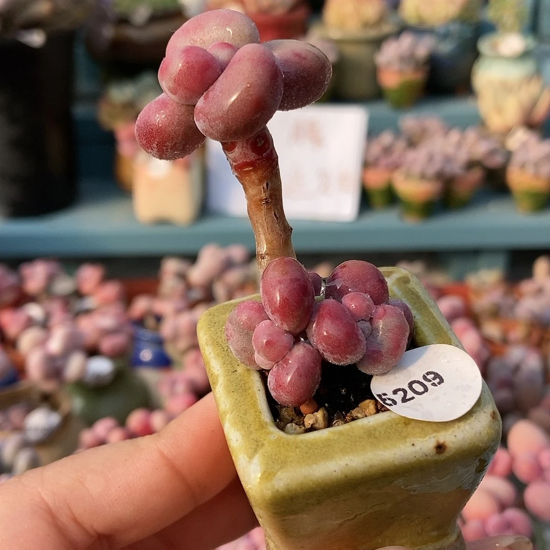 5209糖果腰子蛋带盆土