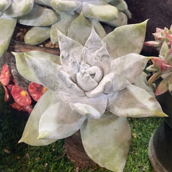 超大脸普芙拇指粗桩