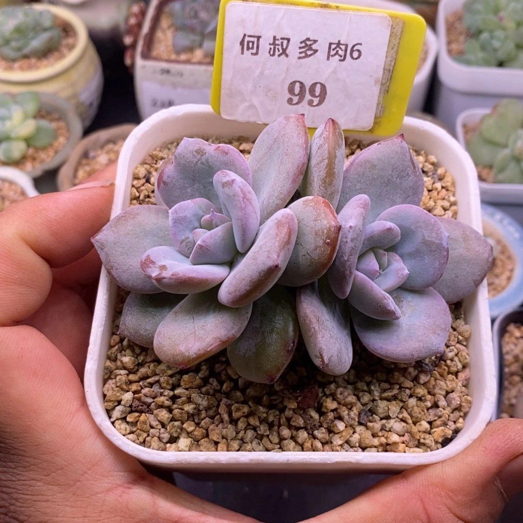 699双头趴地老桩奶茶………。。