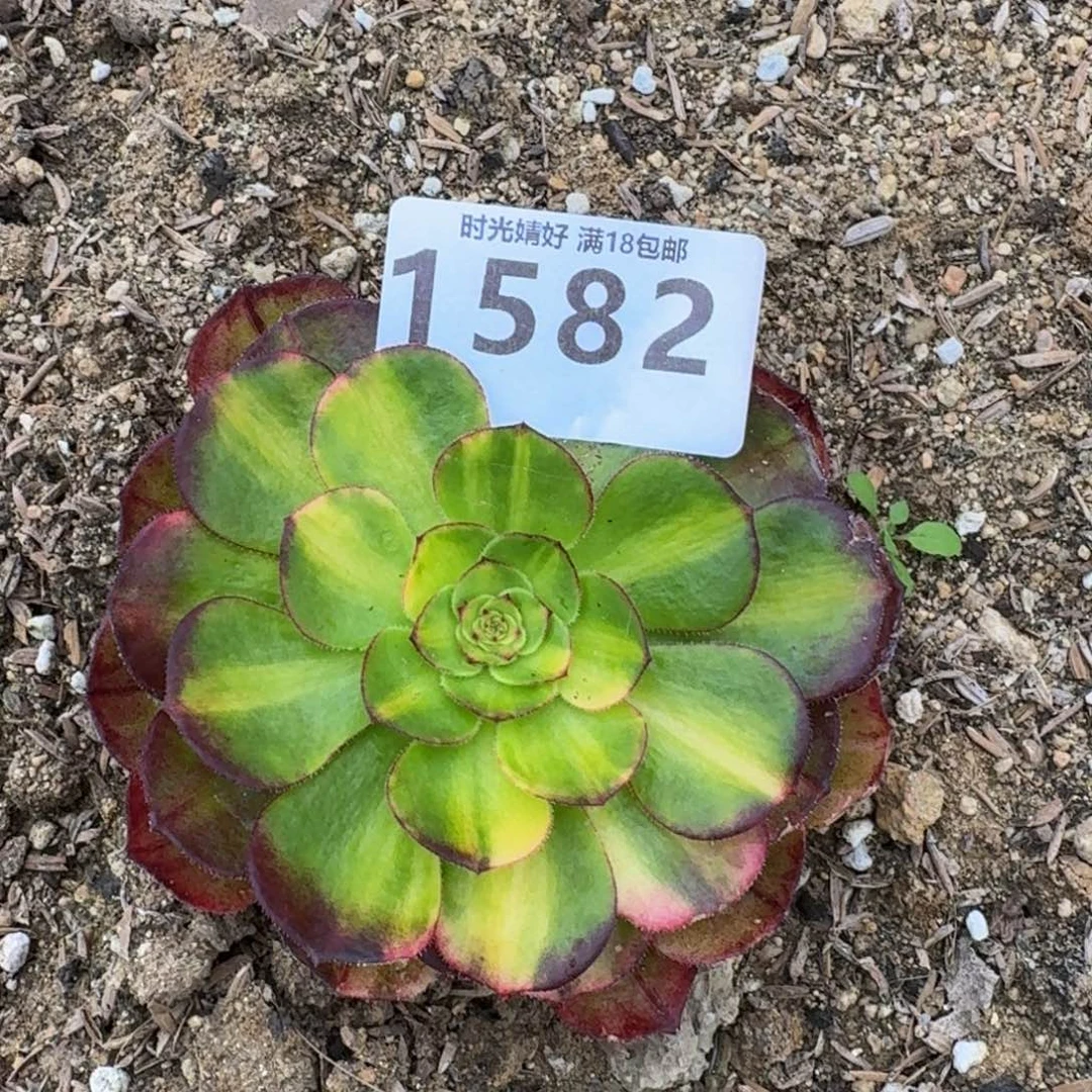 1582万七彩多肉植物