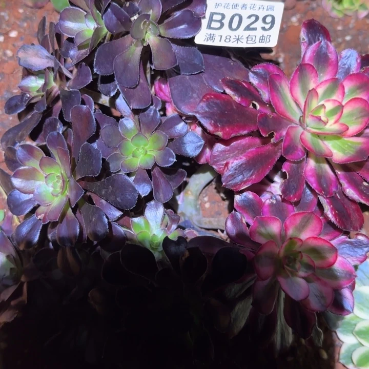 多肉法师花蝴蝶朵