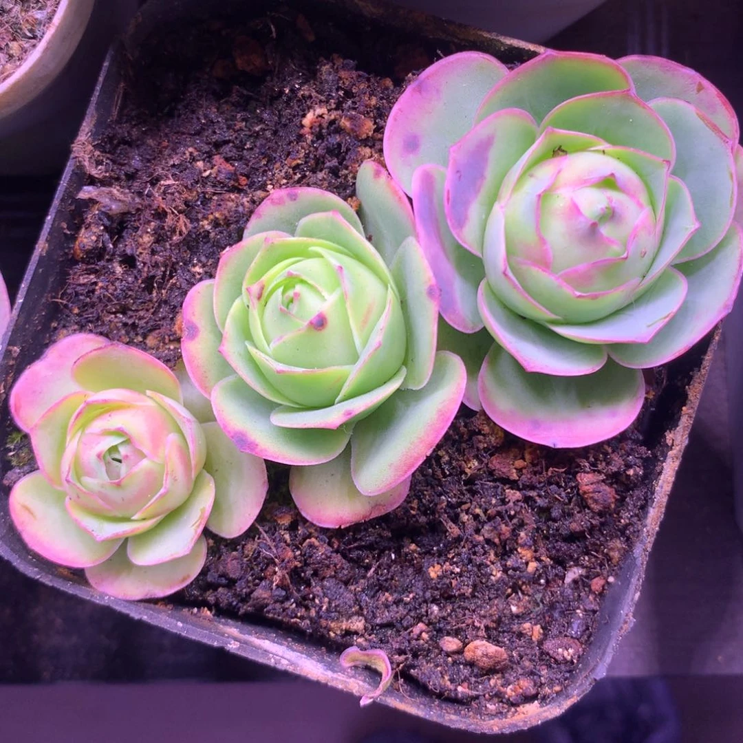 小*柴一物一拍狐狸组合880