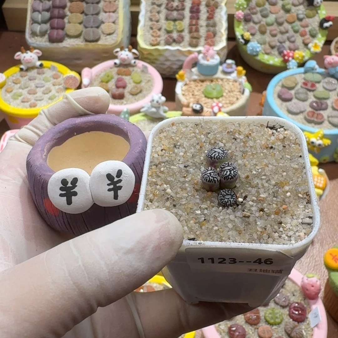 不***甜1123-046连盆带花墨墨