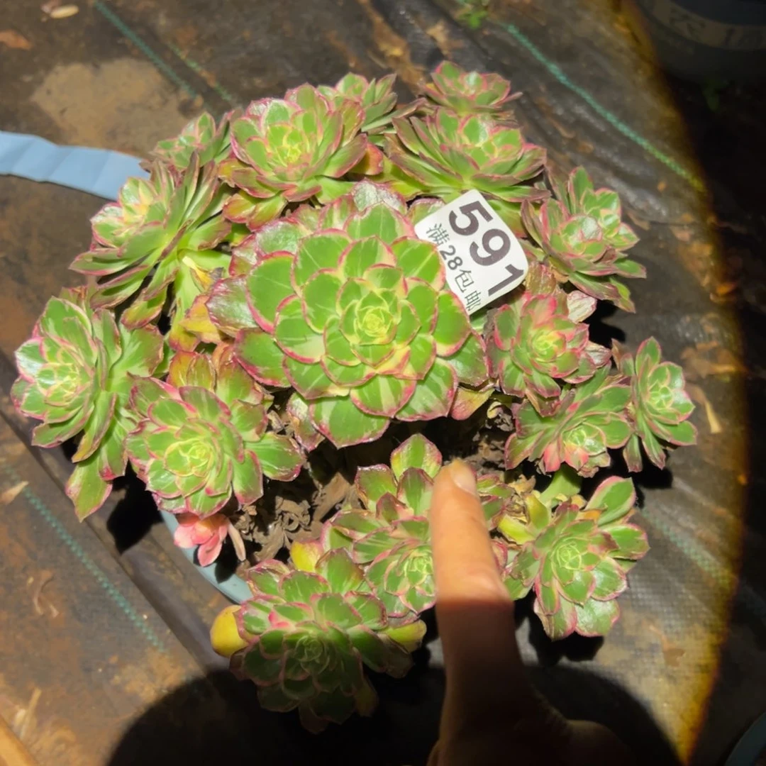 多肉植物591万花筒