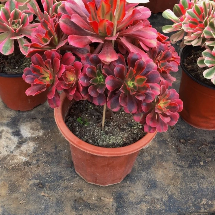 美杜莎多肉898000000000000000