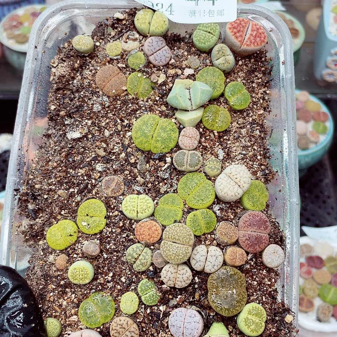 生石花18包邮0924-44