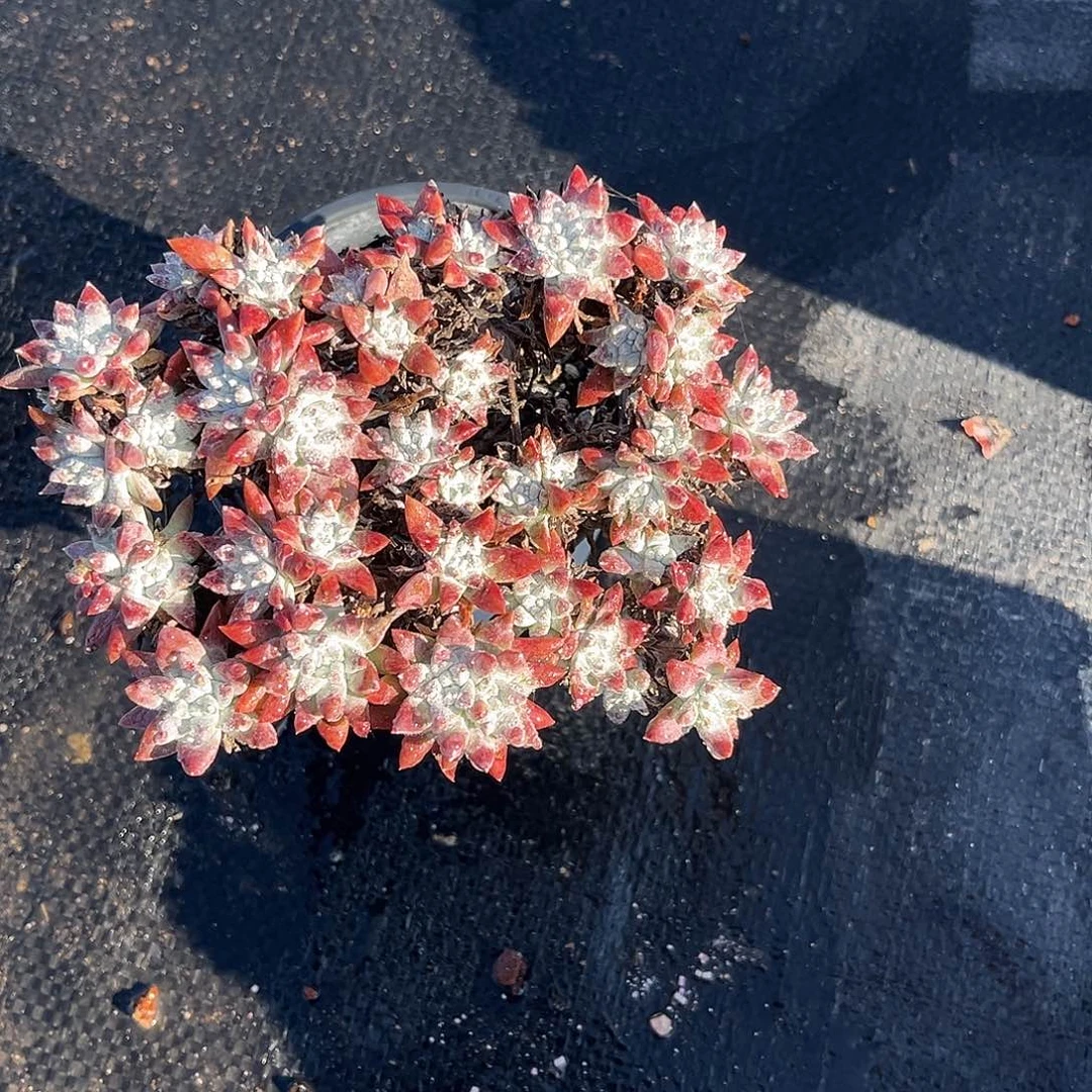 小鹿多肉一物一拍