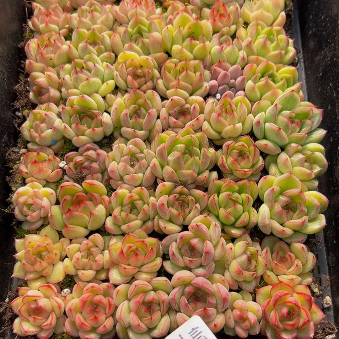 768大热的小伙伴们快来吧