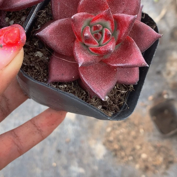 罗宾  （满9.99包邮不满9.99发叶子）