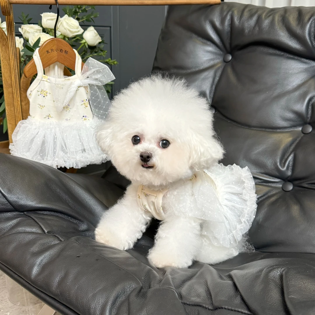 五只小白熊原创宠物衣服春夏新款碎花网纱蓬蓬裙狗狗猫咪薄款衣服