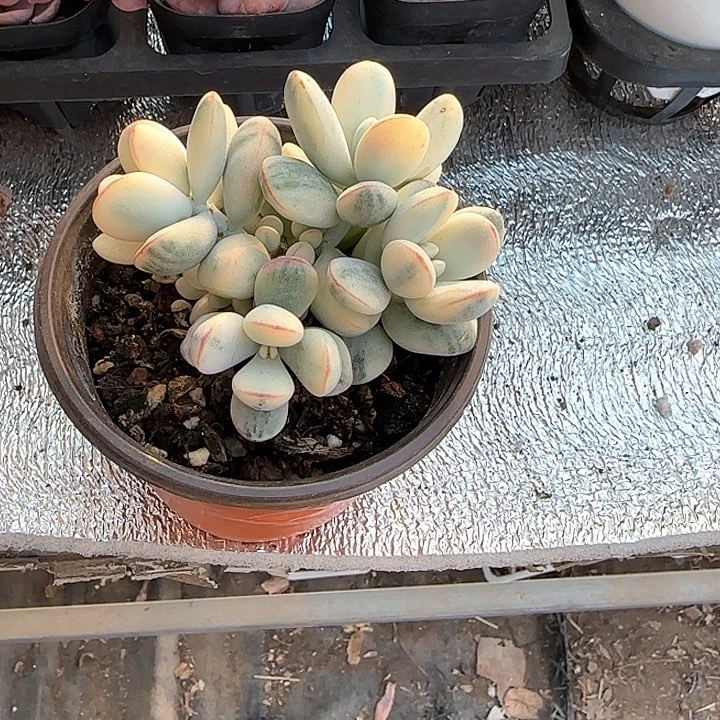 追*去青蛙王子儿童牙膏111