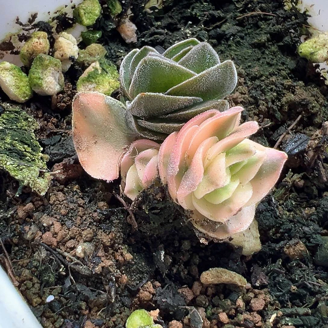 方塔锦小方花圃一单包邮非偏远