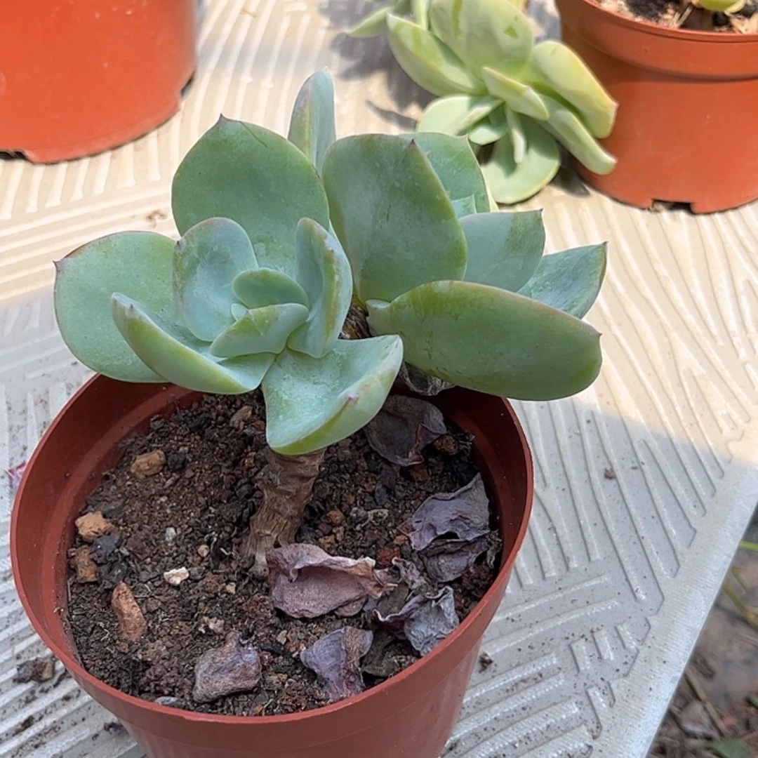 【闪购商品】无花朵用****8