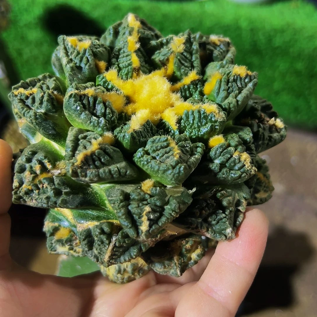 无花朵福利苗接志贺看龟甲649