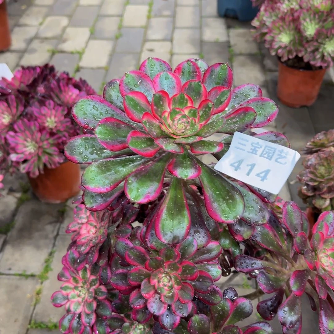 。*多肉植物414丽娜