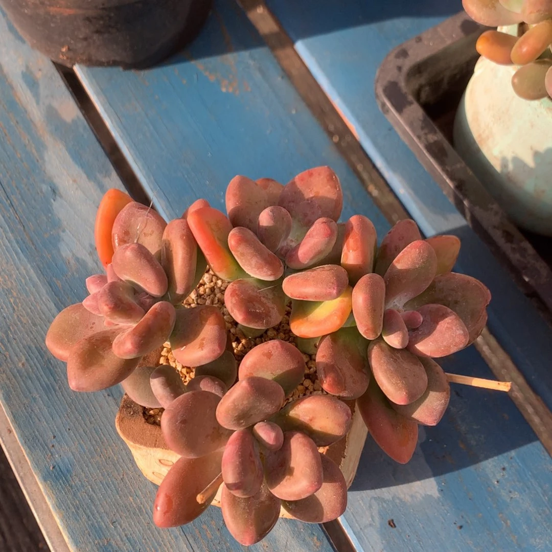 kk美人老桩无砍一物一拍